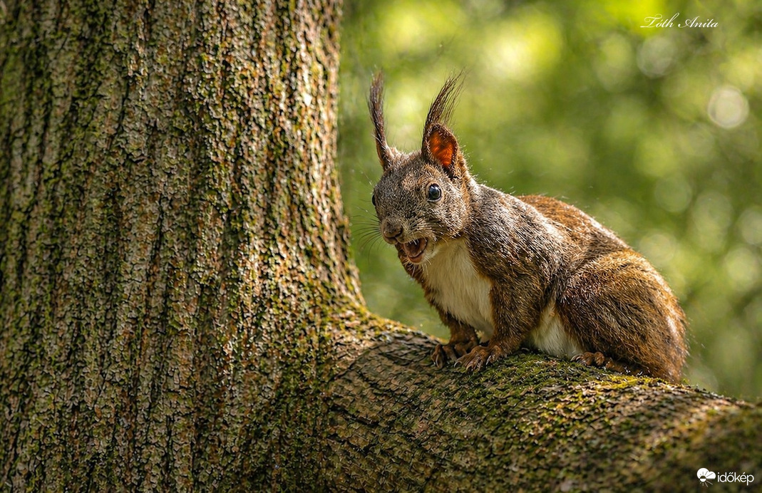 Hódmezővásárhely