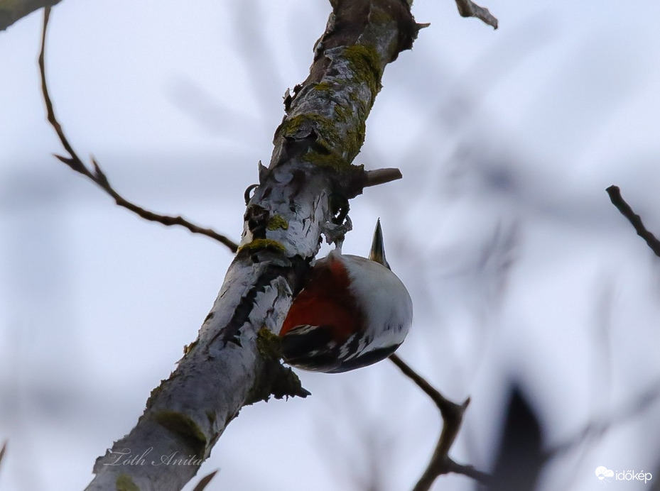 Hódmezővásárhely