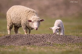 Hódmezővásárhely