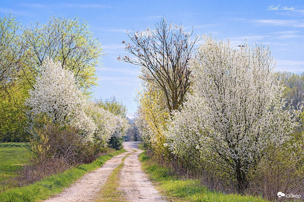Hódmezővásárhely