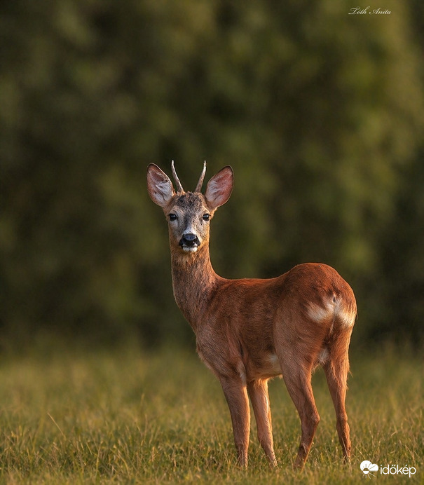 Hódmezővásárhely