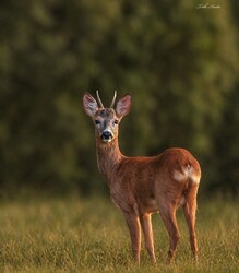 Hódmezővásárhely