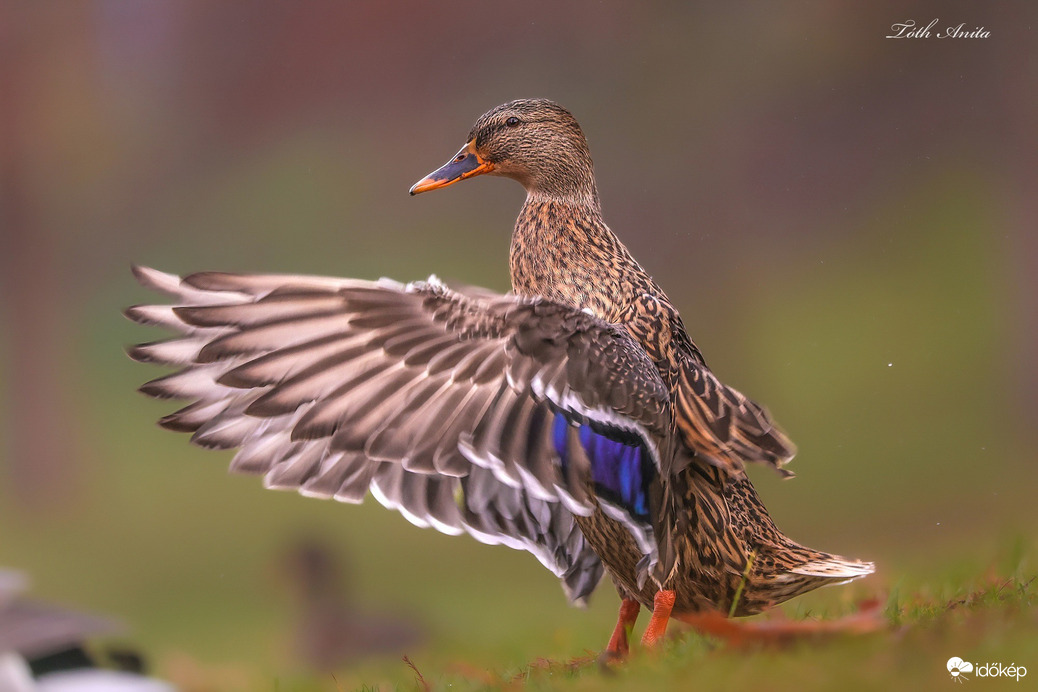Hódmezővásárhely