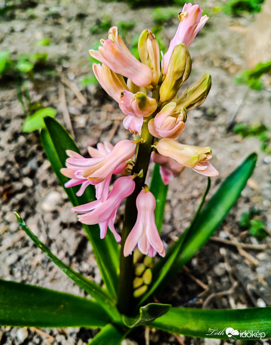 Hódmezővásárhely