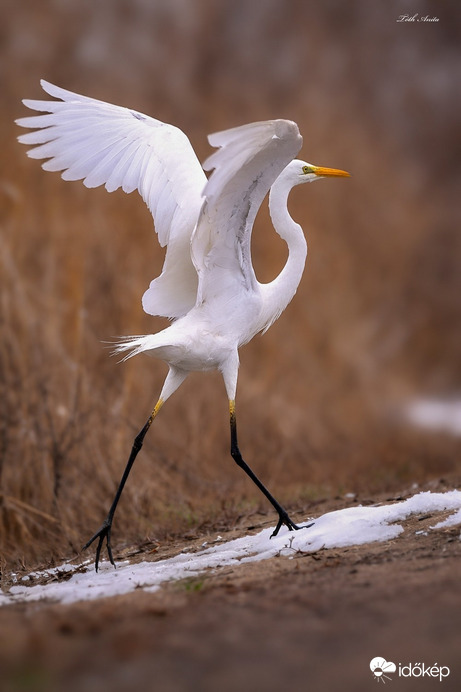 Hódmezővásárhely