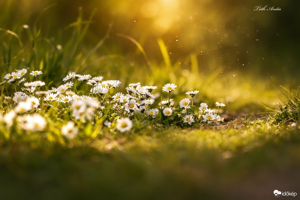 Hódmezővásárhely