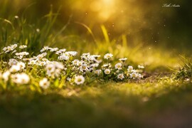 Hódmezővásárhely