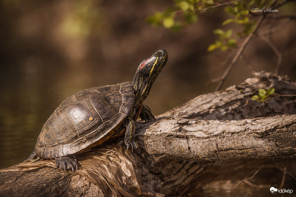 Hódmezővásárhely