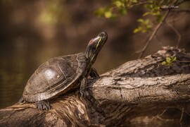 Hódmezővásárhely