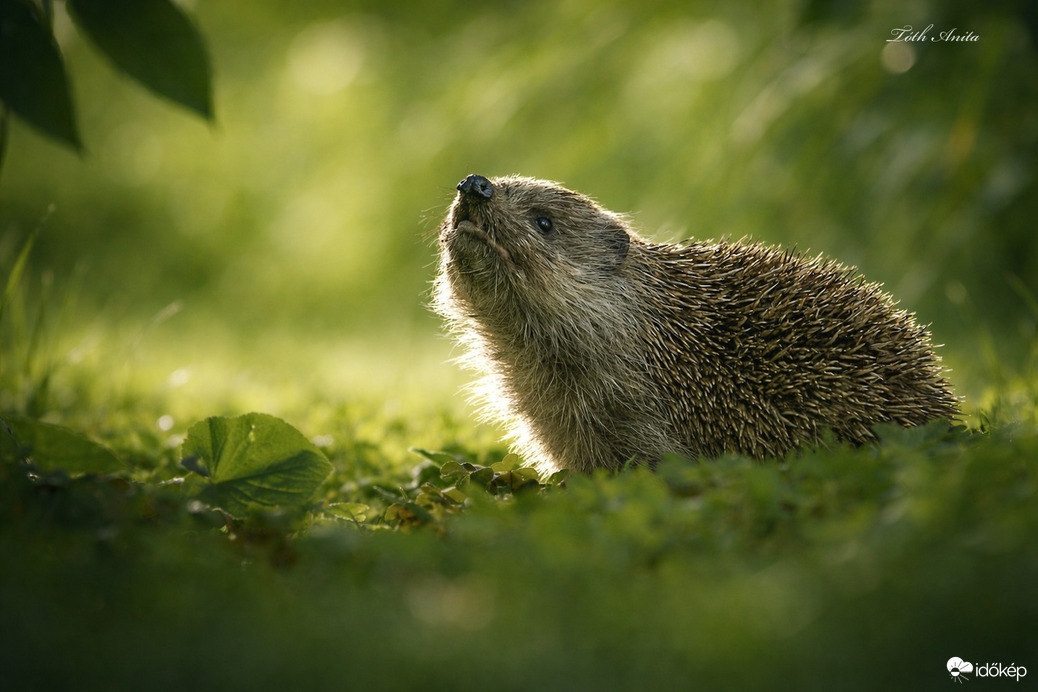 Hódmezővásárhely