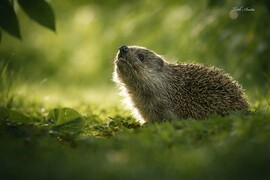 Hódmezővásárhely