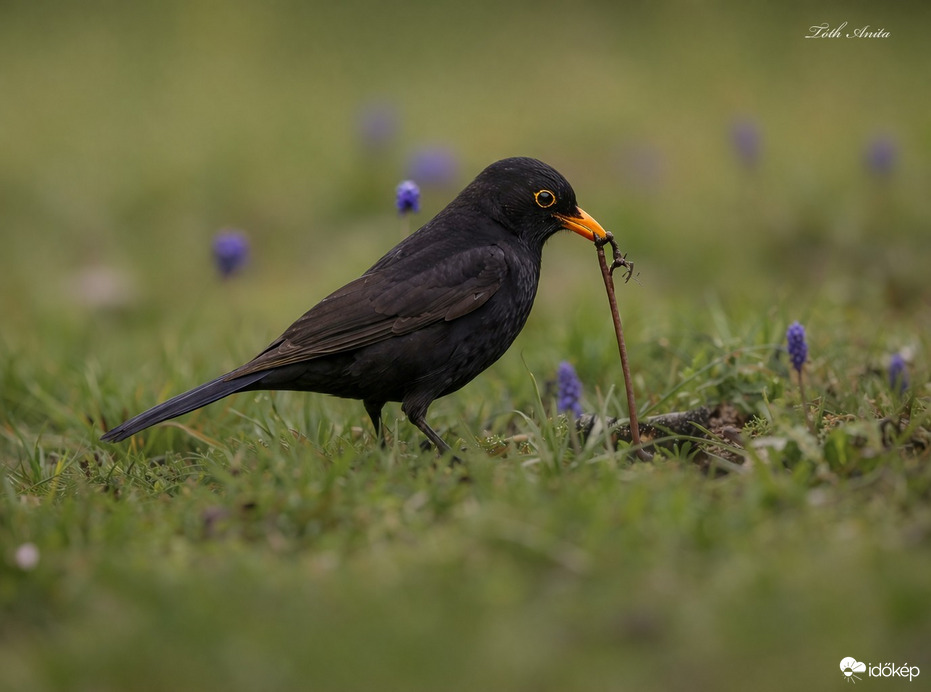 Hódmezővásárhely