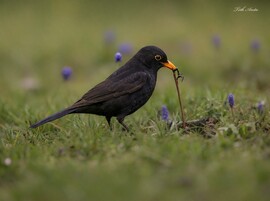 Hódmezővásárhely