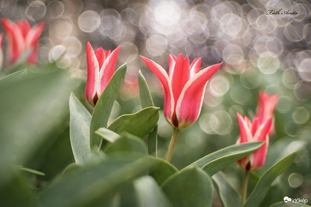 Hódmezővásárhely