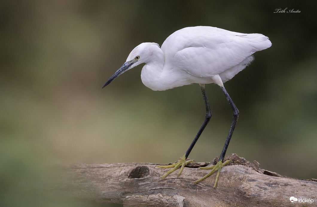 Hódmezővásárhely