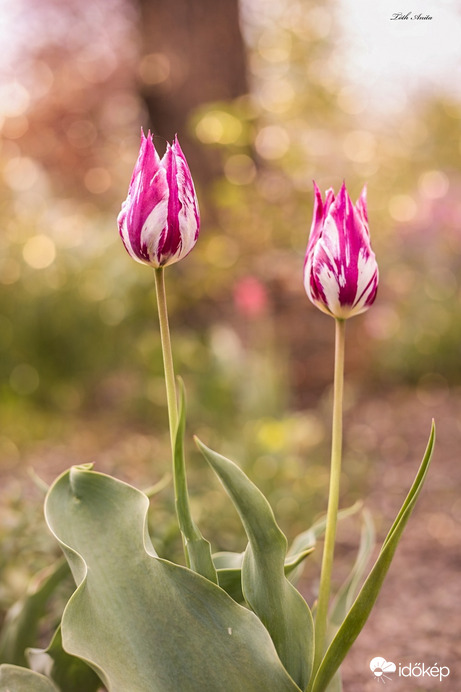 Hódmezővásárhely