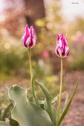 Hódmezővásárhely