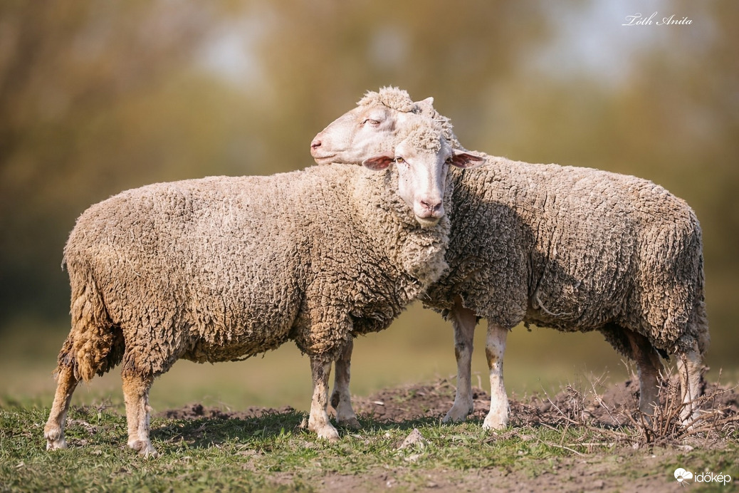 Hódmezővásárhely