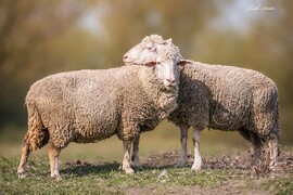 Hódmezővásárhely