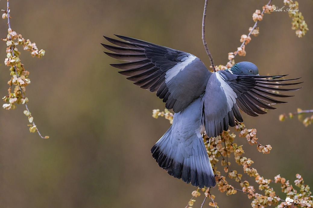 Hódmezővásárhely
