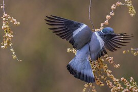 Hódmezővásárhely