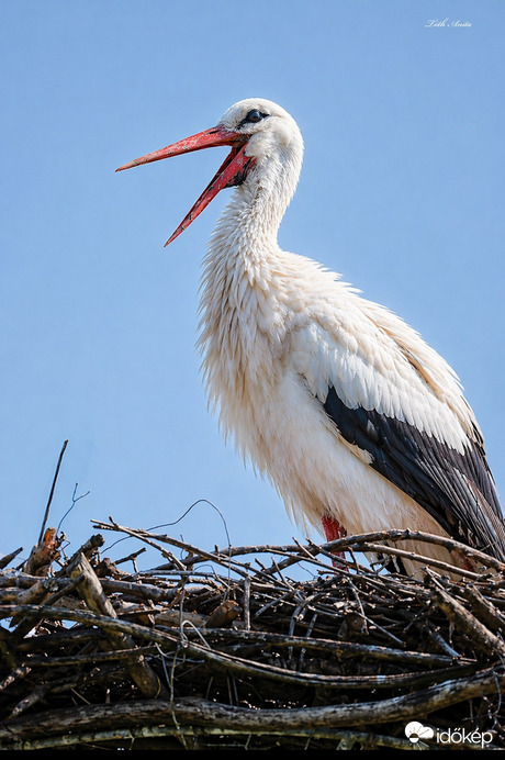 Hódmezővásárhely