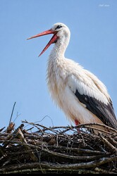 Hódmezővásárhely