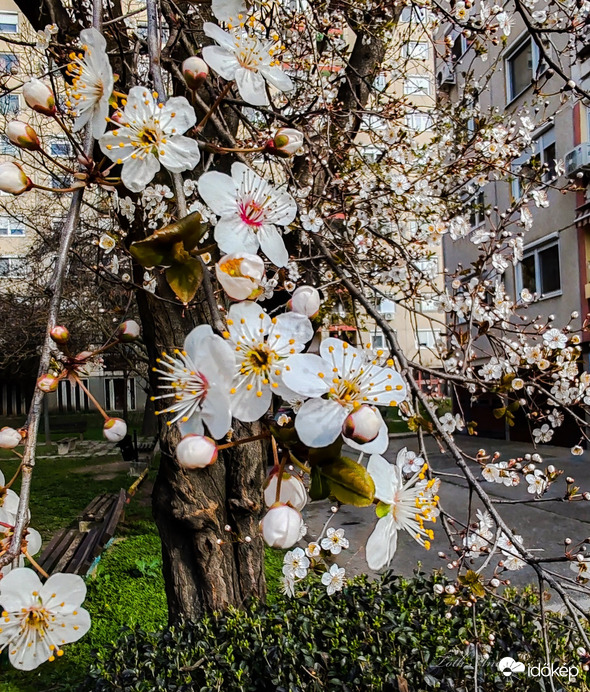 Hódmezővásárhely