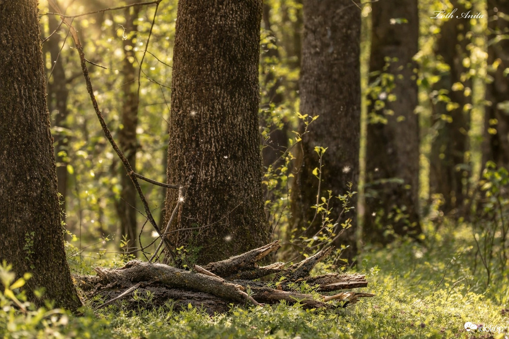 Hódmezővásárhely