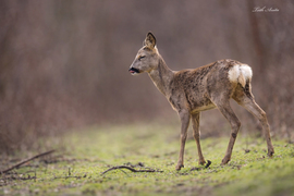 Vélemény nyilvánítás