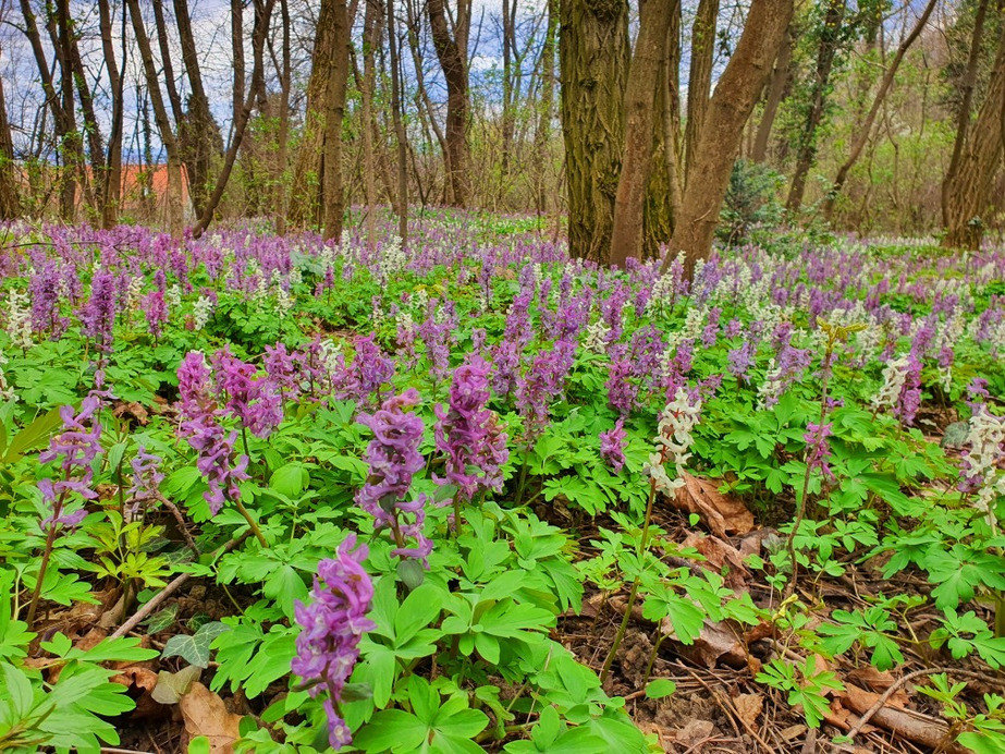 Budakeszi