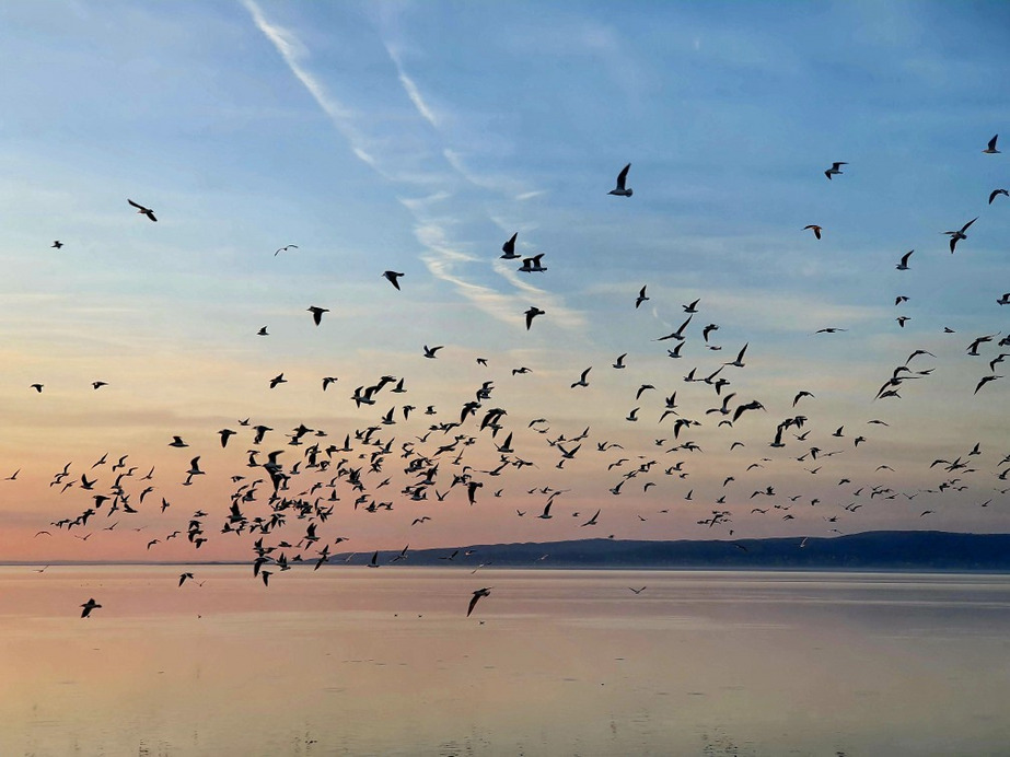 Balatonfenyves