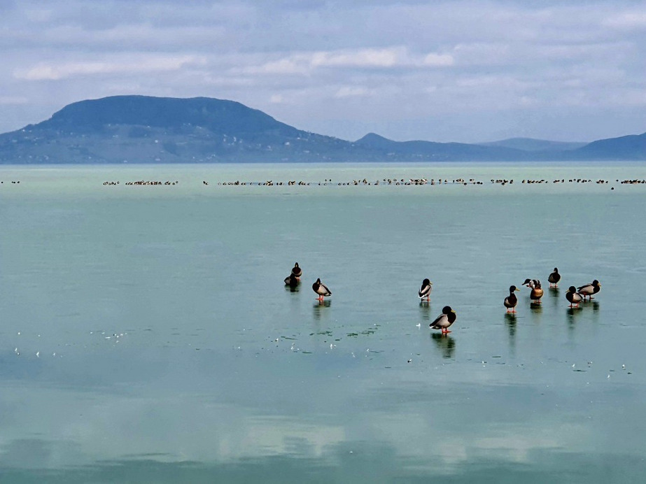 Balatonfenyves