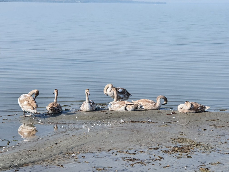 Balatonfenyves