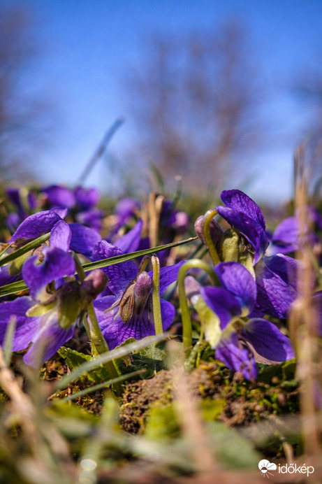 Búsalkodó kis virágok