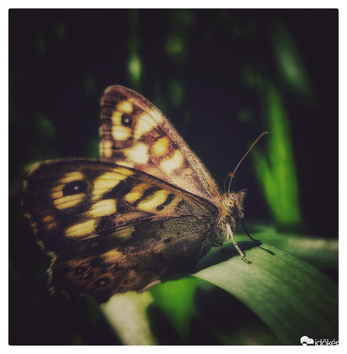 Napsütéses pihenő 