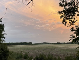 Monorierdő