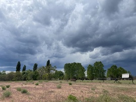 Monorierdő