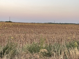 Monorierdő
