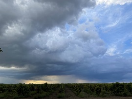 Monorierdő
