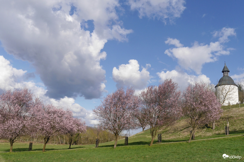 Vérszilvák virágzása Kelet-Zalában... 1.