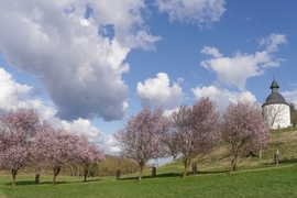Vérszilvák virágzása Kelet-Zalában... 1.