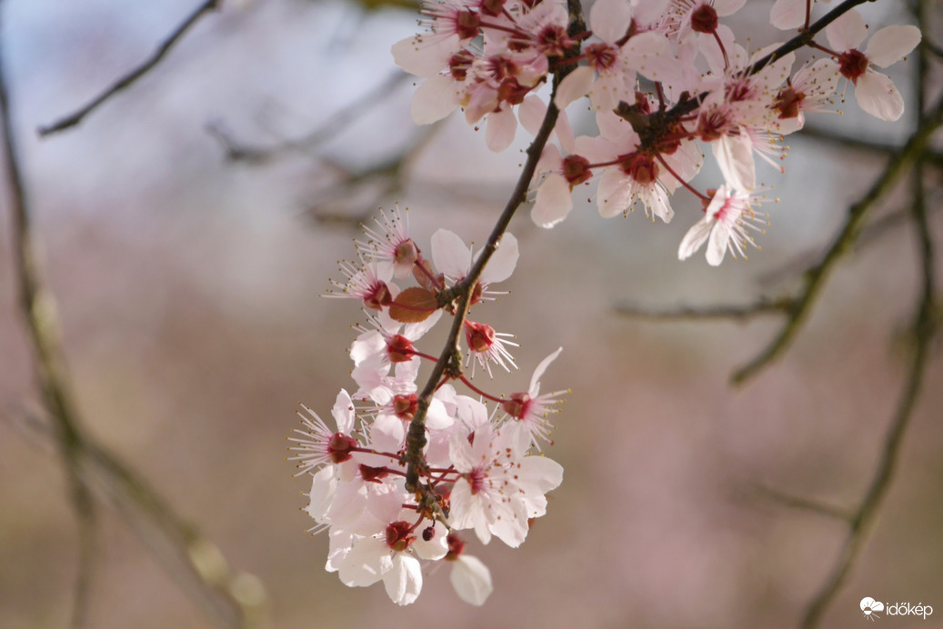 Vérszilvák virágzása Kelet-Zalában... 2.