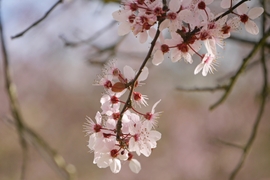 Vérszilvák virágzása Kelet-Zalában... 2.