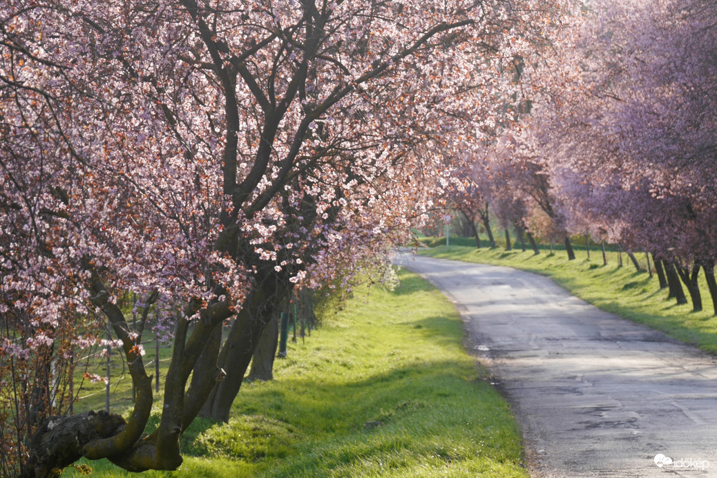 Vérszilvák virágzása Kelet-Zalában... 3.