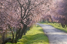 Vérszilvák virágzása Kelet-Zalában... 3.