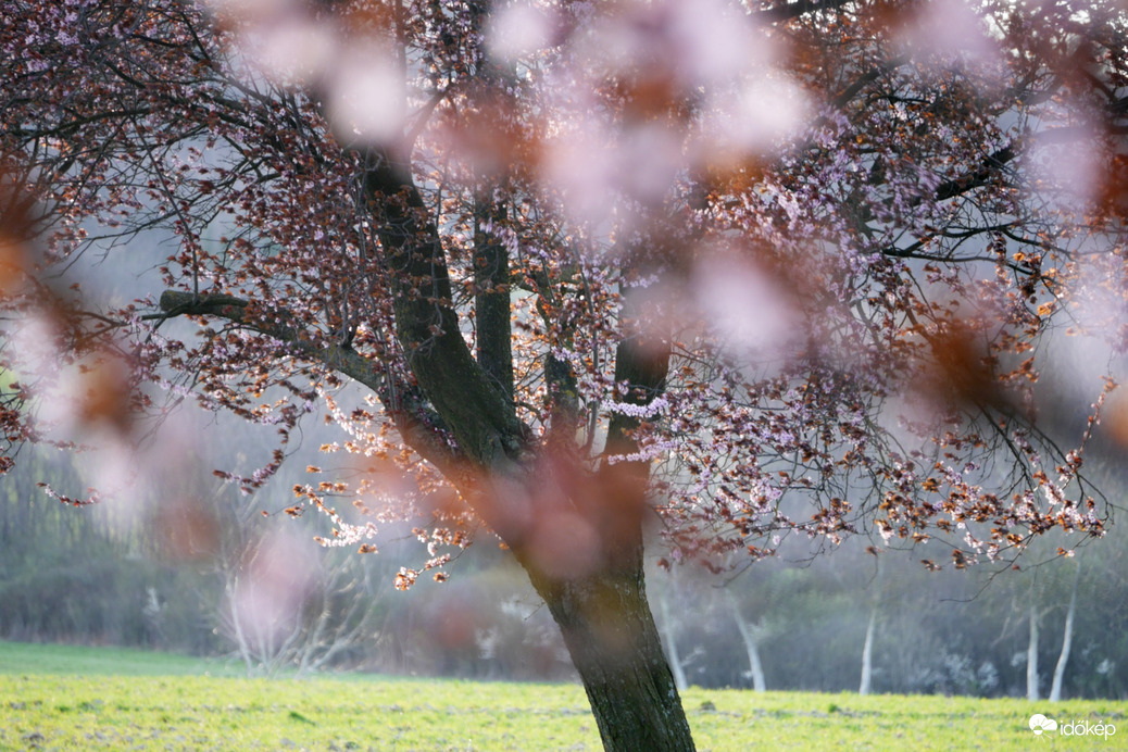 Vérszilvák virágzása Kelet-Zalában... 4.