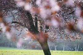 Vérszilvák virágzása Kelet-Zalában... 4.