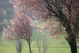 Vérszilvák virágzása Kelet-Zalában... 5.