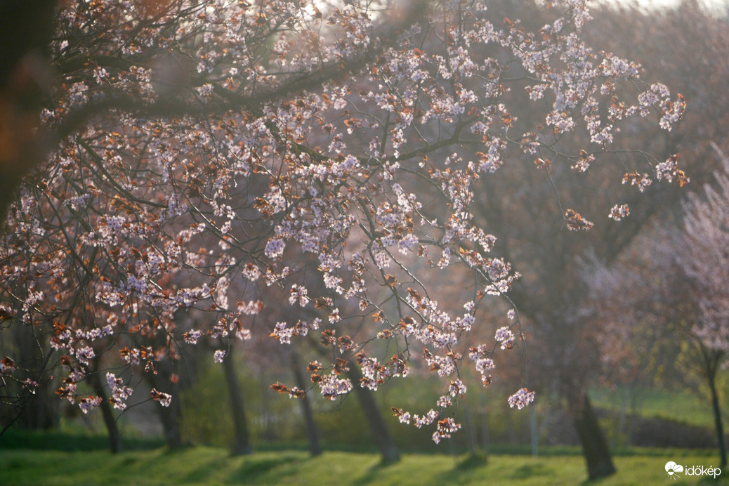 Vérszilvák virágzása Kelet-Zalában... 6.